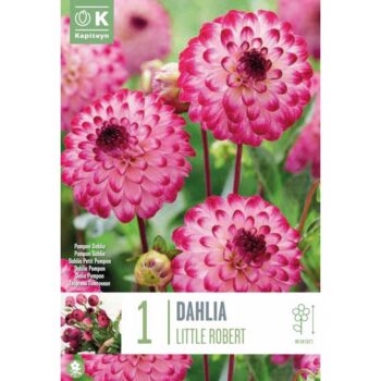 Dahlia Little Robert