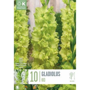 Gladiolus Kio