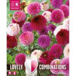 Dahlia Pompon/Ball Pink and Purple Shades Combi