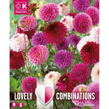 Dahlia Pompon/Ball Pink and Purple Shades Combi