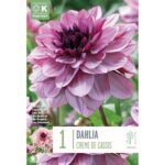 Dahlia Creme De Cassis