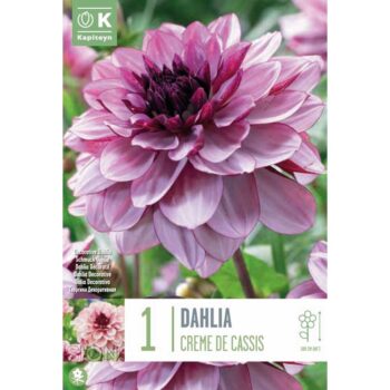 Dahlia Creme De Cassis