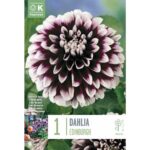 Dahlia Edinburg