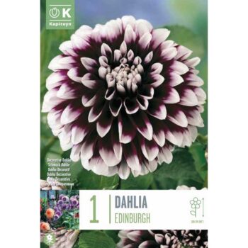 Dahlia Edinburg