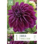 Dahlia Thomas A Edison