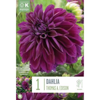 Dahlia Thomas A Edison