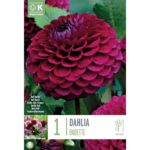 Dahlia Babette