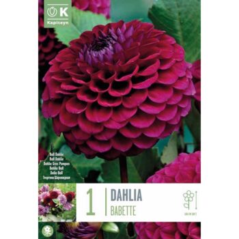 Dahlia Babette