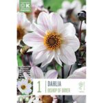 Dahlia Bishop of Dover
