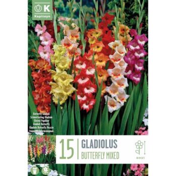 Gladiolus Butterfly Mixed