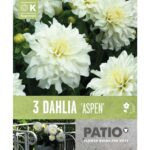 Dahlia Border Semi Cactus Aspen