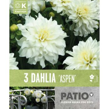 Dahlia Border Semi Cactus Aspen