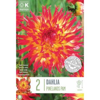 Dahlia Fimbriata Pinelands Pam