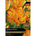 Tulip Caribbean Parrot
