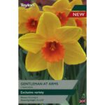 Narcissi Gentleman At Arms