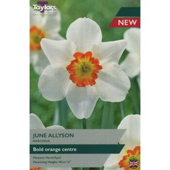 Narcissi June Allyson