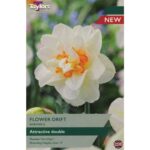Narcissi Flower Drift