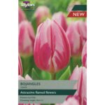 Tulip Bojangles