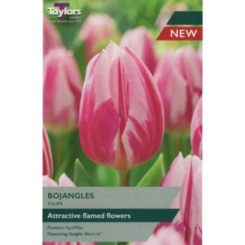 Tulip Bojangles