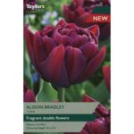 Tulip Alison Bradley