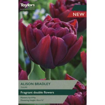 Tulip Alison Bradley