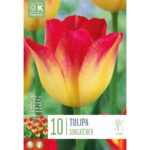 Tulip Triumph Suncatcher