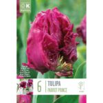 Tulip Parrot Parrot Prince