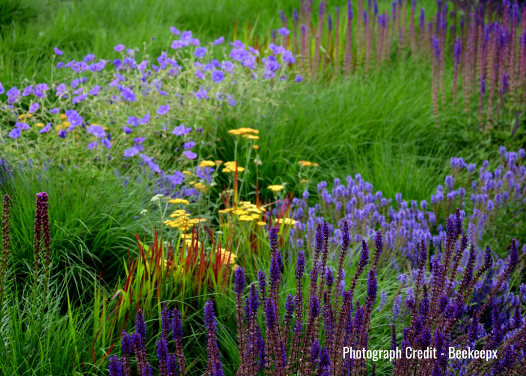 prairie planting