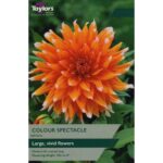 Dahlia Color Spectacle