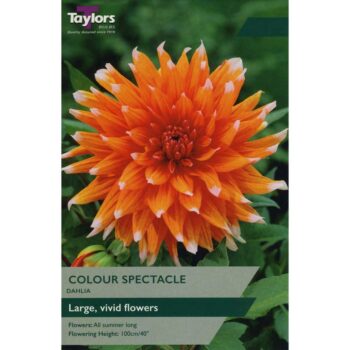 Dahlia Color Spectacle