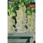 Gladioli Serena
