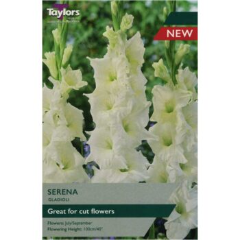 Gladioli Serena