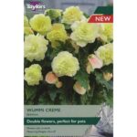 Begonia Wummi Creme