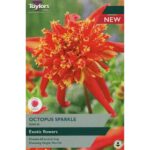 Dahlia Octopus Sparkle