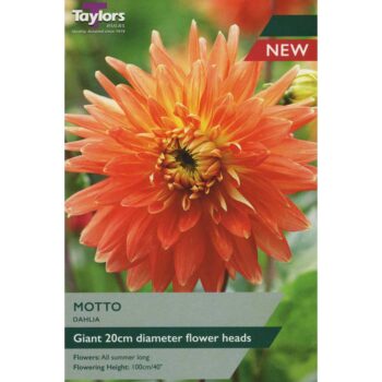 Dahlia Motto