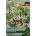 Nerine Bowdenii Vesta K