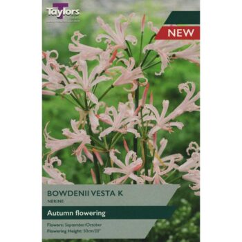 Nerine Bowdenii Vesta K