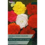 Begonia Mixed Double