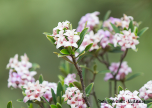 A Daphne Scented Winter Shrub that can be found at Capital Gardens
