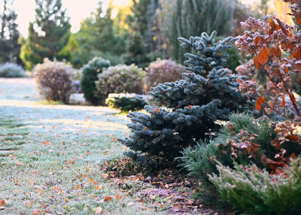 January in the garden