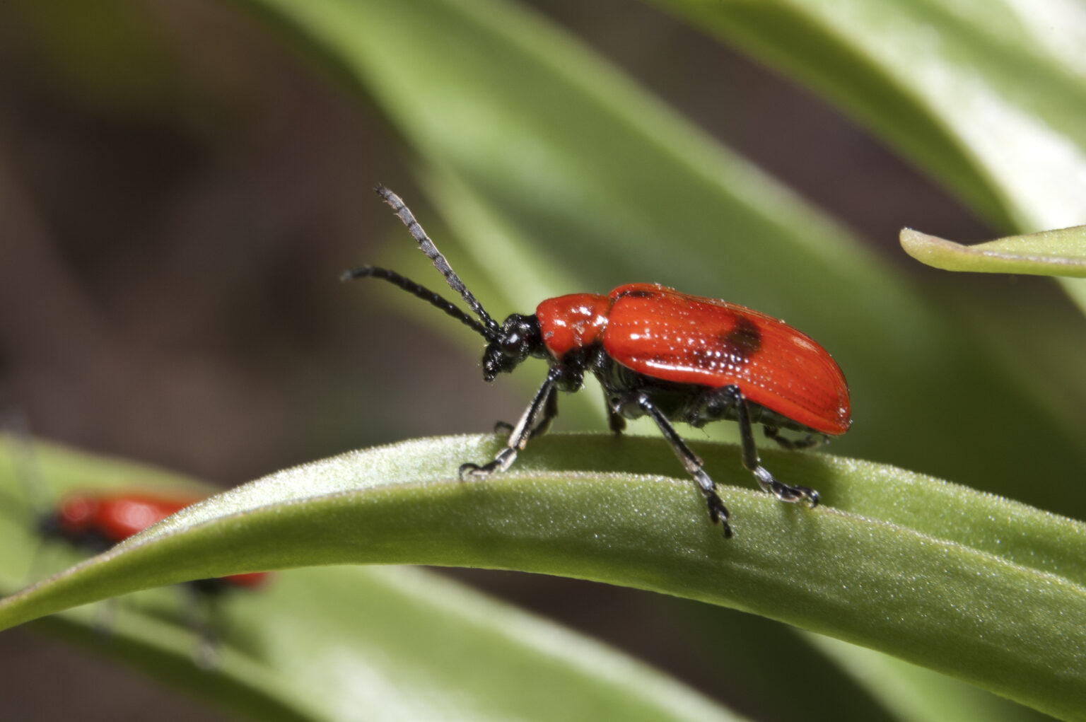Red Lily Beetle: A Garden Pest to Watch Out For - Capital Gardens