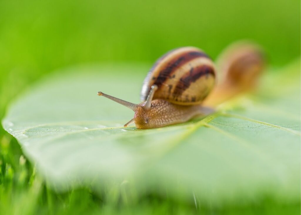 Slugs