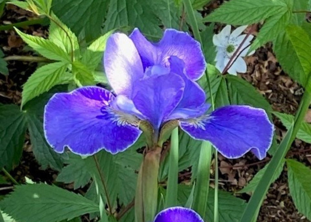 irises