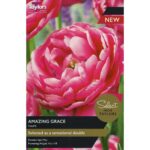 Tulip Amazing Grace