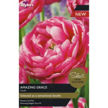 Tulip Amazing Grace