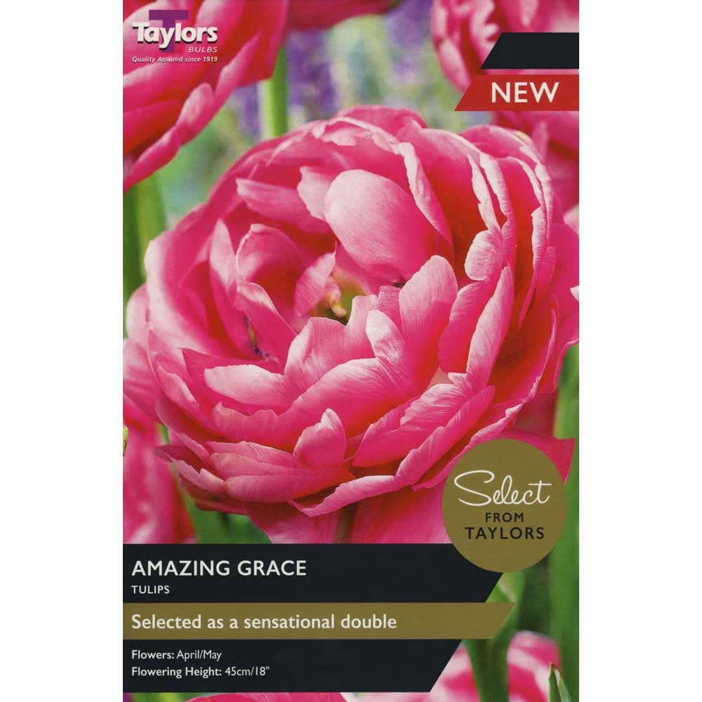 Tulip Amazing Grace Tulip Amazing Grace