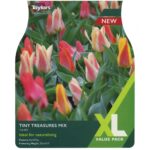 Tulip Tiny Treasures Mix