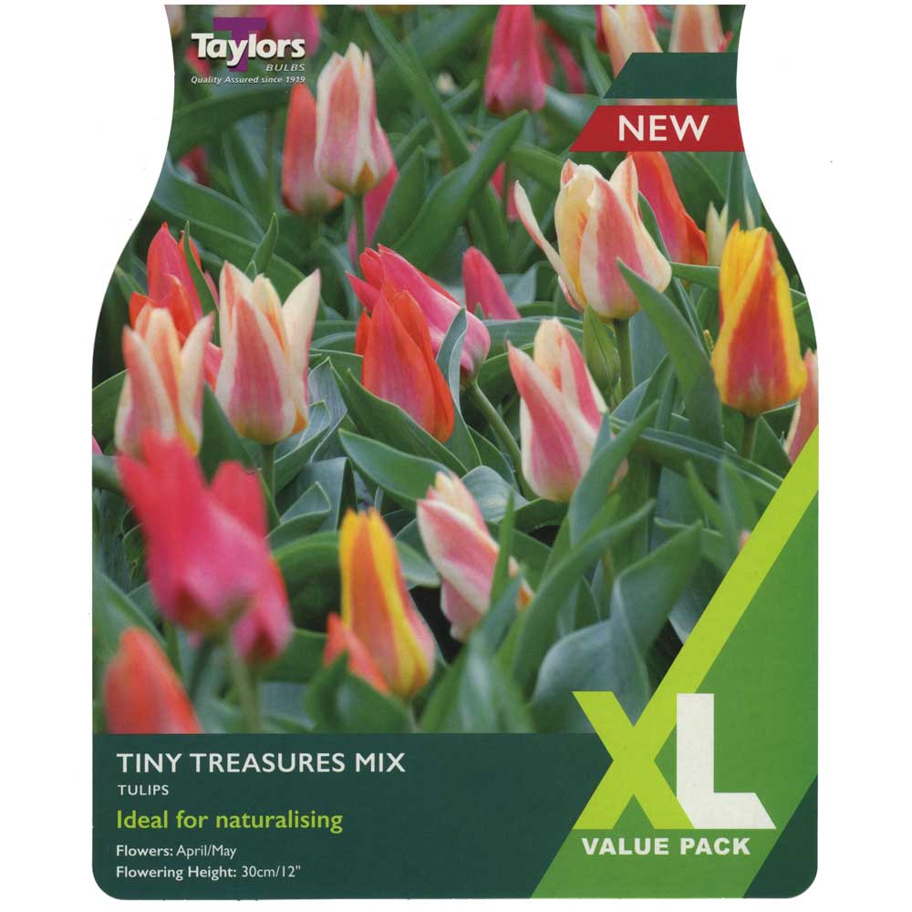 Tulip Tiny Treasures Mix Tulip Tiny Treasures Mix