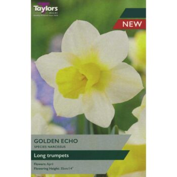Narcissi Golden Echo