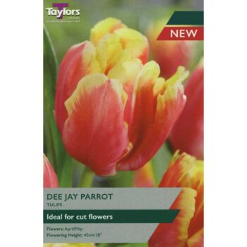 Tulip Dee Jay Parrot